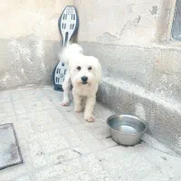 پا کوتاه آلفا