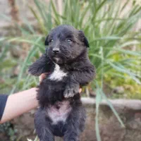 سگ پامر خرسی