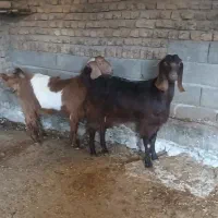 دو عدد بز جوان فروشی آبستن