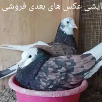 2تا نره هما سرور