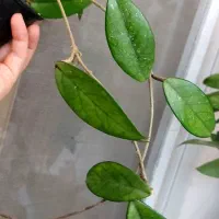 گل هویا|گل و گیاه طبیعی|رشت, کوی طالقانی|دیوار