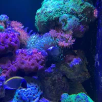 ماشروم پرزی شقایق رز استرالیا