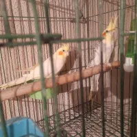 فروش یک جفت عروس هلندی|پرنده|تهران, مشیریه|دیوار