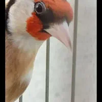 سهره دنگ زنگی حنجره دار