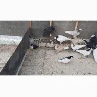 ۳۰ تا کفتر رنگه|پرنده|ششطراز, |دیوار