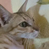 بچه گربه برای واگذاری