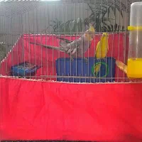 عروس هلندی و مرغ عشق