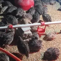 کهره دوقلو افغانی گلابی بلدرچین گوشتی سلطان آباد|حیوانات مزرعه|رامهرمز, |دیوار