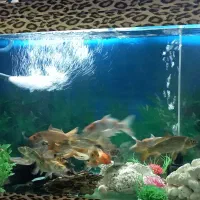 آکواریوم|ماهی|محمدشهر, عباس آباد|دیوار