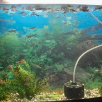 آکواریوم|ماهی|شهر بابک, |دیوار