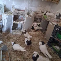 طوقی|پرنده|باغ ملک, |دیوار