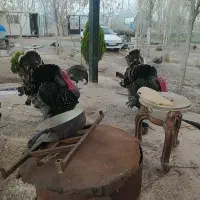 تخم بوقلمون بوقلمون نر و ماده جوان تخم گذار