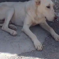 توله سگ خراسانی سفید|سگ|بجستان, |دیوار