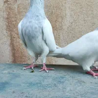 کبوتر کله کاکلی زیبا|پرنده|مشهد, هفده شهریور|دیوار