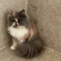 گربه اسکاتیش/ پرشین نر و ماده
