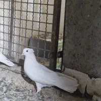 کفتر|پرنده|اردکان, |دیوار