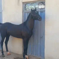 فروش اسب عرب رنگ مشکی