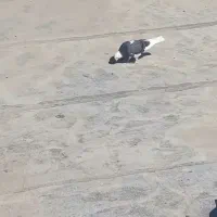 کفتر|پرنده|چهارباغ, |دیوار