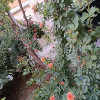 منزل ویلایی فروشی|فروش خانه و ویلا|اسلامیه, |دیوار