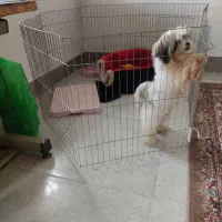 سگ آپارتمانی ۳ماهه سایز ریز|سگ|گرگان, |دیوار