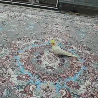 عروس هلندی سه عدد