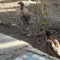 جوجه لاری و محلی|حیوانات مزرعه|زاهدان, |دیوار