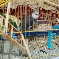 جوجه عروس هلندی|پرنده|قم, زاویه|دیوار