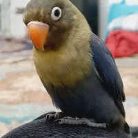 کوتوله فوری