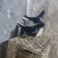 دو جفت رنگه آس مقبول