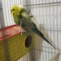 مرغ عشق پروانه ای معاوضه