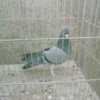 کبوتر نر دمگیر