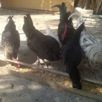 مرغ خروس پاکر