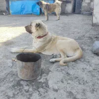 سگ ماده سرابی اصیل