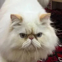 گربه پرشین نر