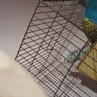 مرغ عشق بالغ با دوتا جوجه|پرنده|گرگان, |دیوار