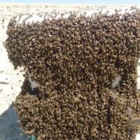 فروش کلنی زنبورعسل اصلاح نژاد