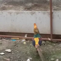 پرنده زیبا|پرنده|مینودشت, |دیوار