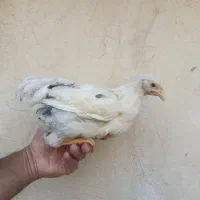 یک ست مرغ و خروس ویاندوت اورنج نیمچه|حیوانات مزرعه|تهران, مشیریه|دیوار