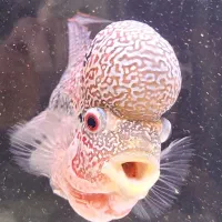 ماهی فلاور|ماهی|اسفراین, |دیوار