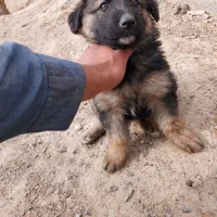 توله سگ ژرمن واگذاری|سگ|اصفهان, بوستان ناژوان|دیوار