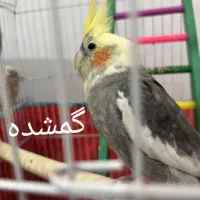 عروس هلندی گمشده