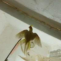 عروس لوتینو دستی ماده معاوضه با مرغ عشق،فنچ،کوتوله