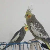 عروس هلندی نر وماده