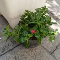 گل ناز فرانسوی گل ناز یخی کاکتوس پتوس سانسوریا