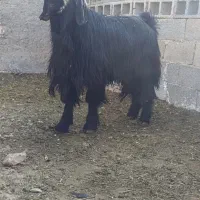 چپش و بز آبستن و کهره نر تخت|حیوانات مزرعه|مرودشت, شهرک مهدیه|دیوار