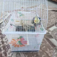 عروس هلندی