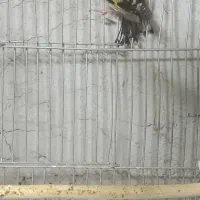 ماده سهره|پرنده|خمینی‌شهر, |دیوار