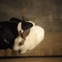 یک چفت خرگوش اهلی