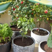 خدمات باغبانی گل کاری هرسکاری وتعویض خاک گلدون