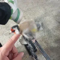 سهره نر نشان دار